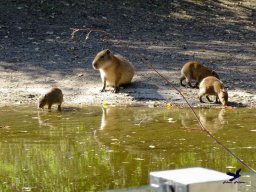 Tiergarten Schönbrunn am 03.10.2025